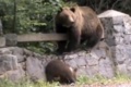 Niedźwiedzie w Karpatach Rumuńskich