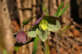 Ciemiernik purpurowy (Helleborus purpurascens)