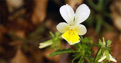 Flora Karpat: Fiołek trójbarwny (Viola tricolor)