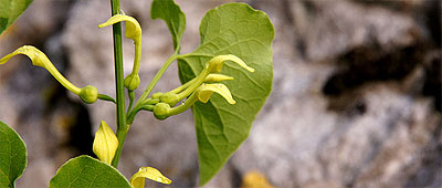Flora Karpat: Kokornak powojnikowy (Aristolochia clematitis)