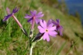 Flora Karpat: Pierwiosnek Hallera (Primula halleri)