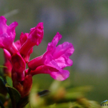 rhododendron-kotschyi-1