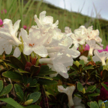 rhododendron-kotschyi-16-1