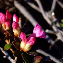 rhododendron-kotschyi-3