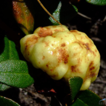 rhododendron-kotschyi-5