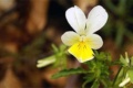 Flora Karpat: Fiołek trójbarwny (Viola tricolor)