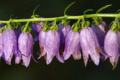 Flora Karpat: Dzwonek jednostronny (Campanula rapunculoides)